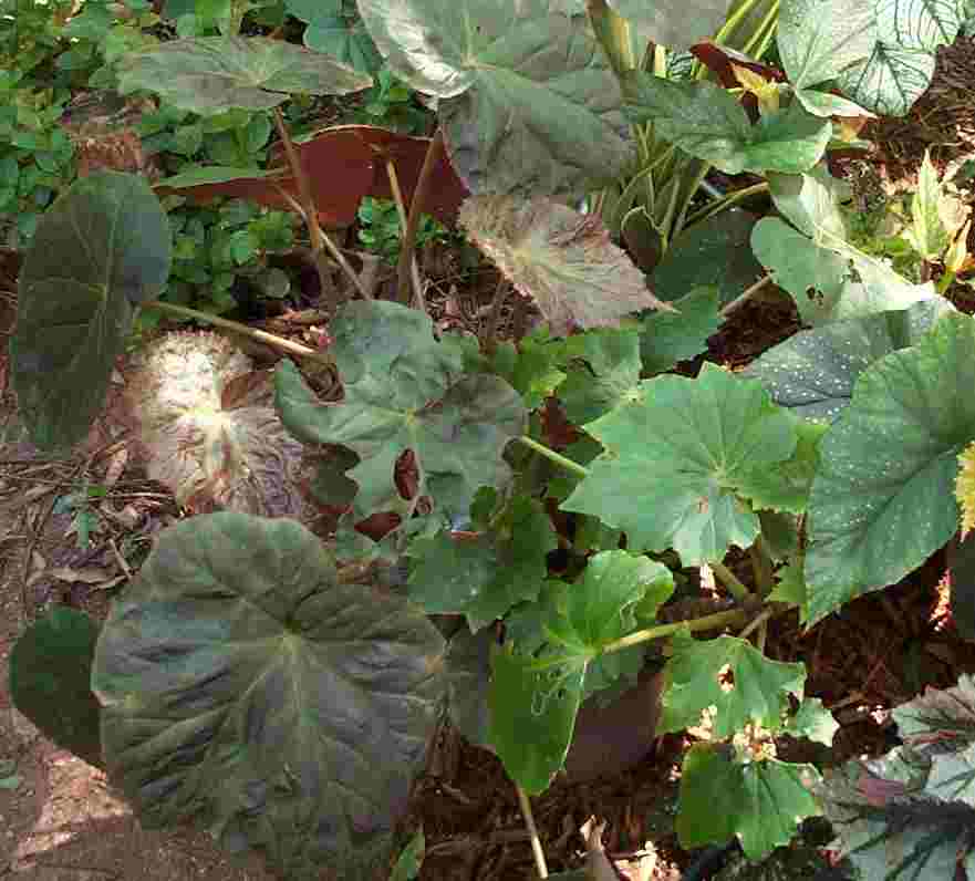B. ‘Skeezar Brown Lake’
